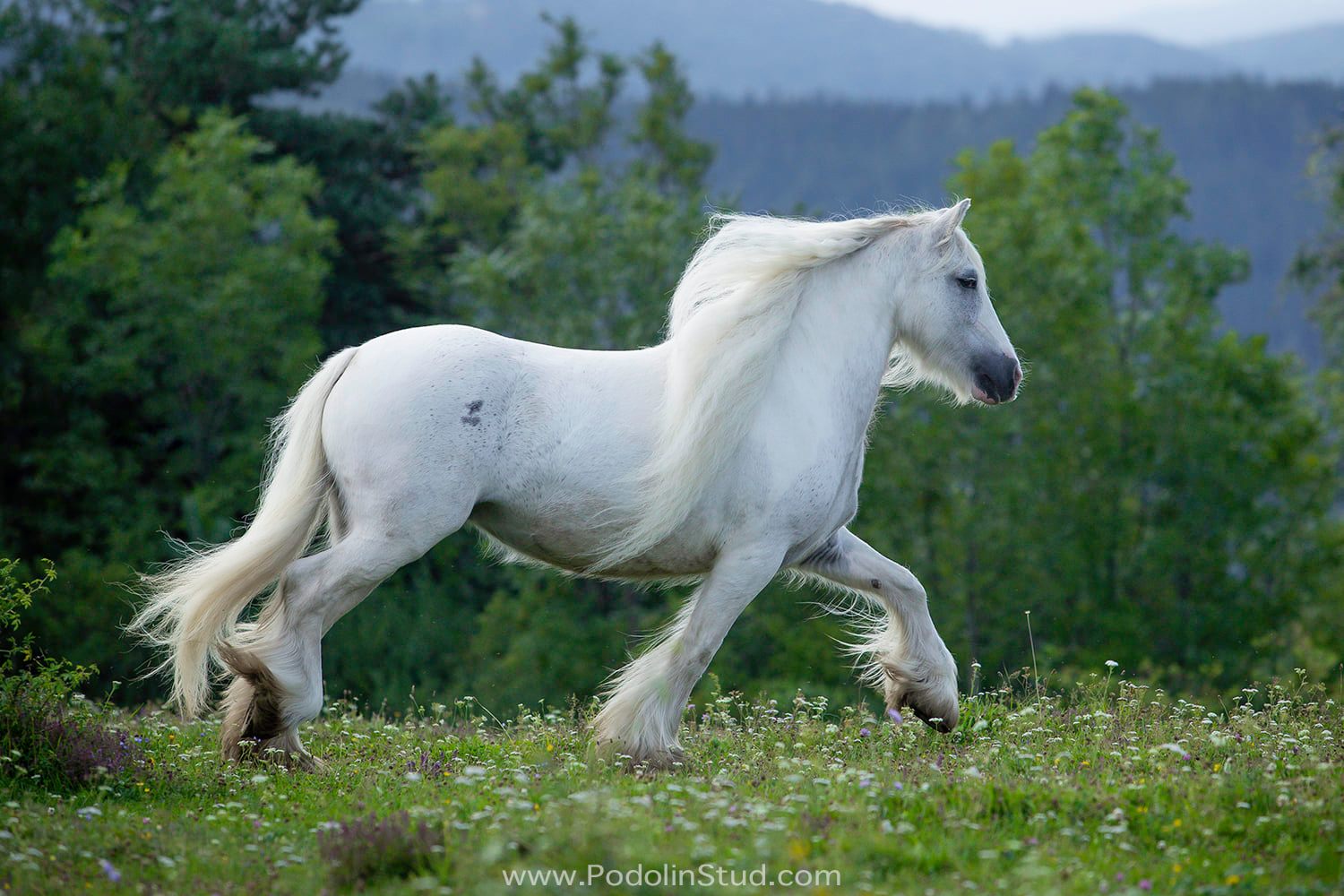 Blue and White Gypsy Cob